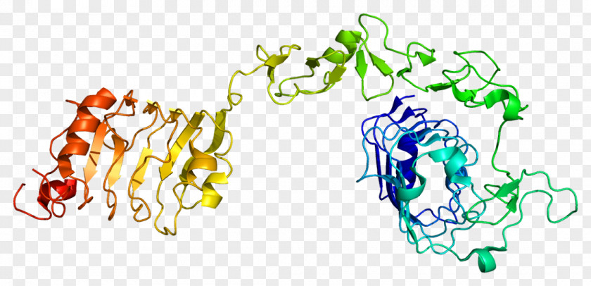 Gst Insulin-like Growth Factor 1 Receptor Insulin PNG