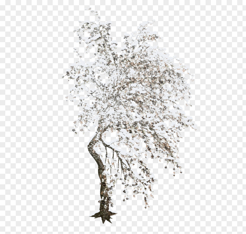Winter Trees Tree Clip Art PNG