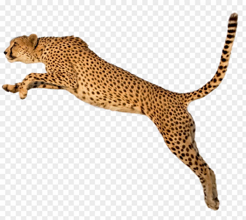 Cheetah Tiger Clip Art PNG