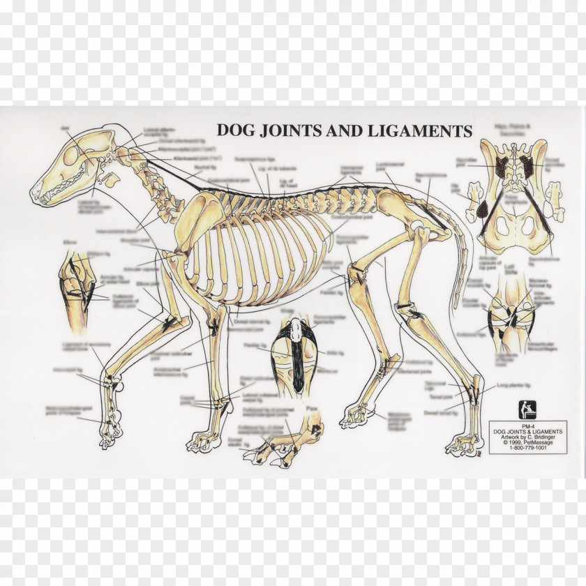 Dog Horse Joint Ligament Human Skeleton PNG