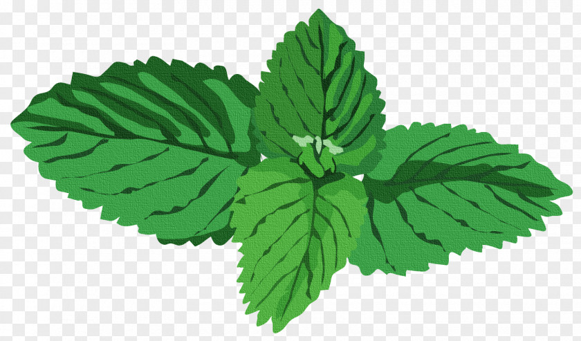 Green Leaves Peppermint Herb Water Mint Basil Clip Art PNG