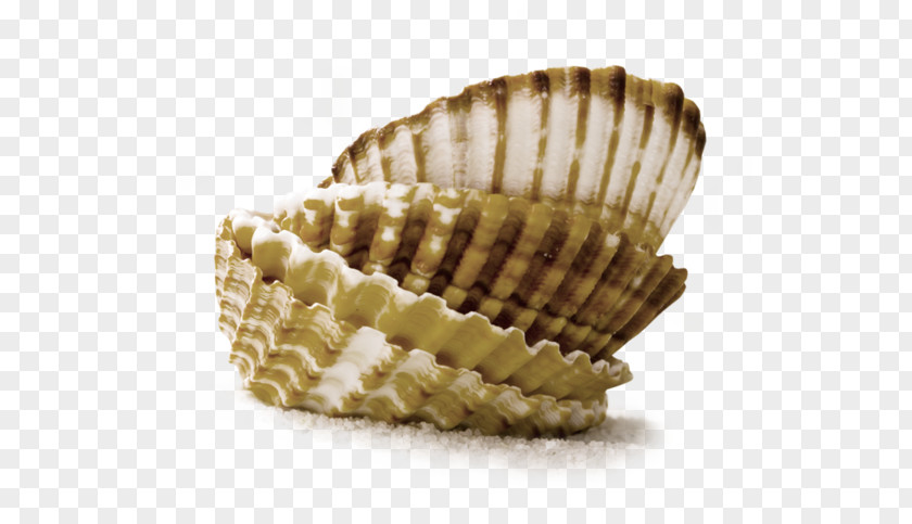 Sea Conchology Cockle Seashell Clam PNG