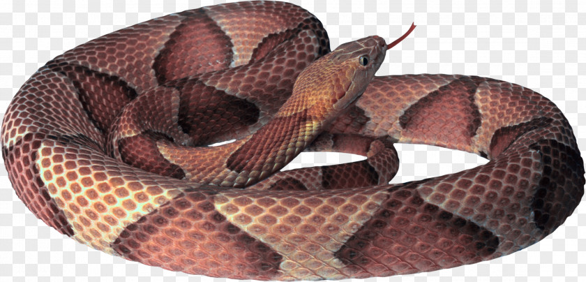 Snake Image Picture Download Free Clip Art PNG