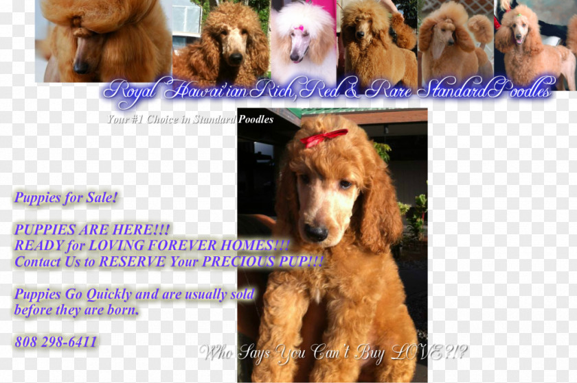 Standard Poodle Irish Setter Cockapoo Dog Breed Puppy PNG