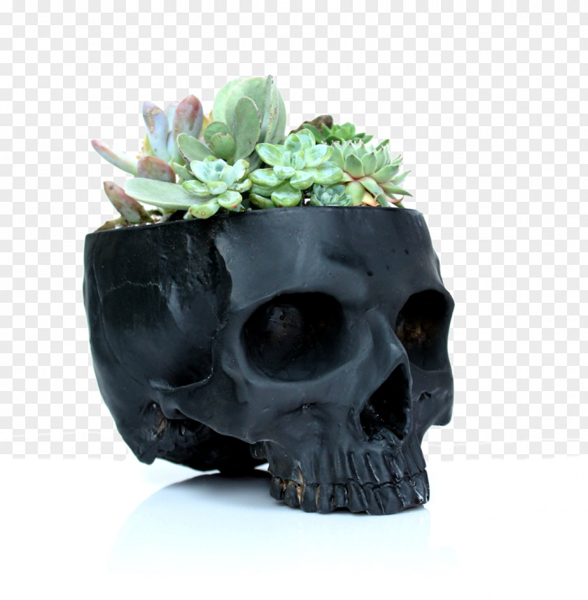 Cactus Succulent Plant Cactaceae Flowerpot Skull PNG