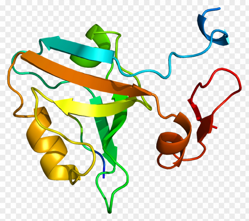 DLG4 Protein Postsynaptic Density Synapse Neuroligin PNG