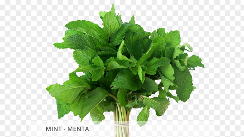 Fresh Mint Herb Parsley Folate Spring Greens Plant PNG