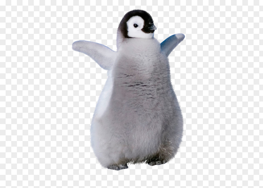 Penguin King Stuffed Animals & Cuddly Toys Beak PNG