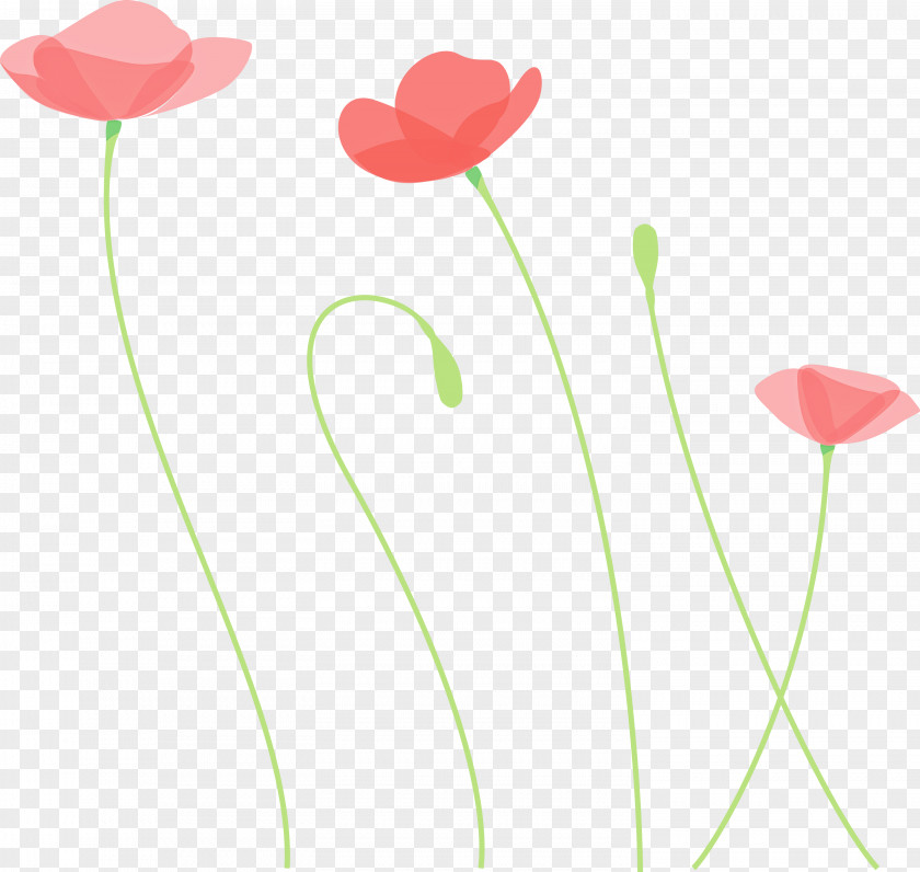 Poppy Flower PNG