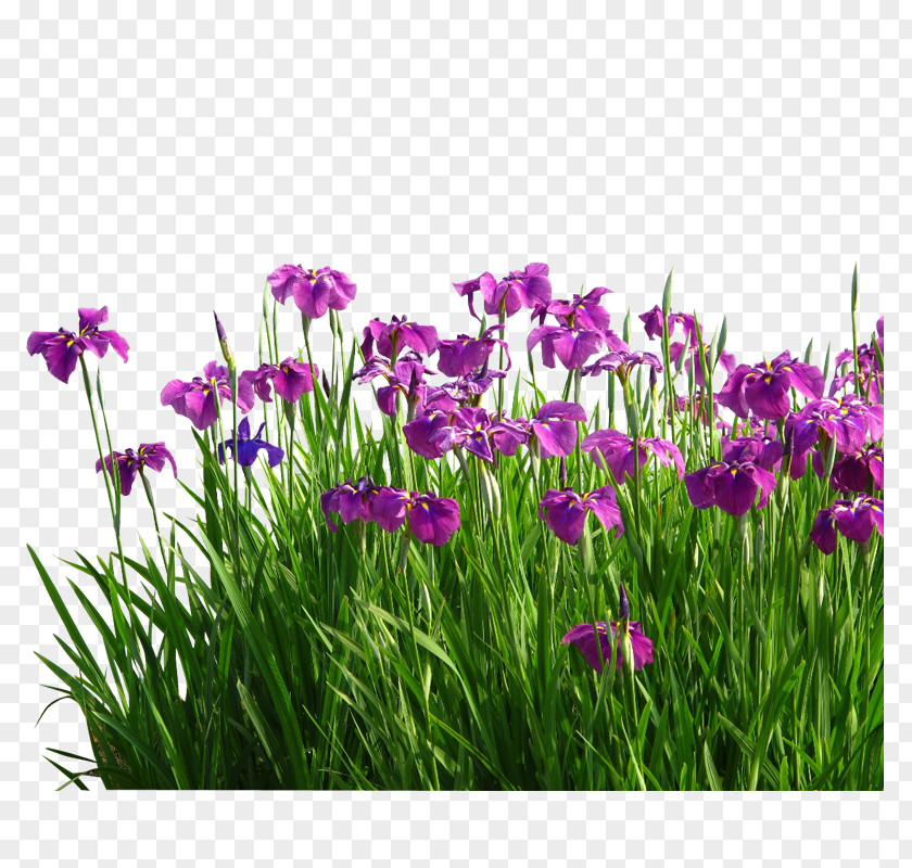 Aquatic Gardens Flower Sweet Flag Garden Grasses PNG