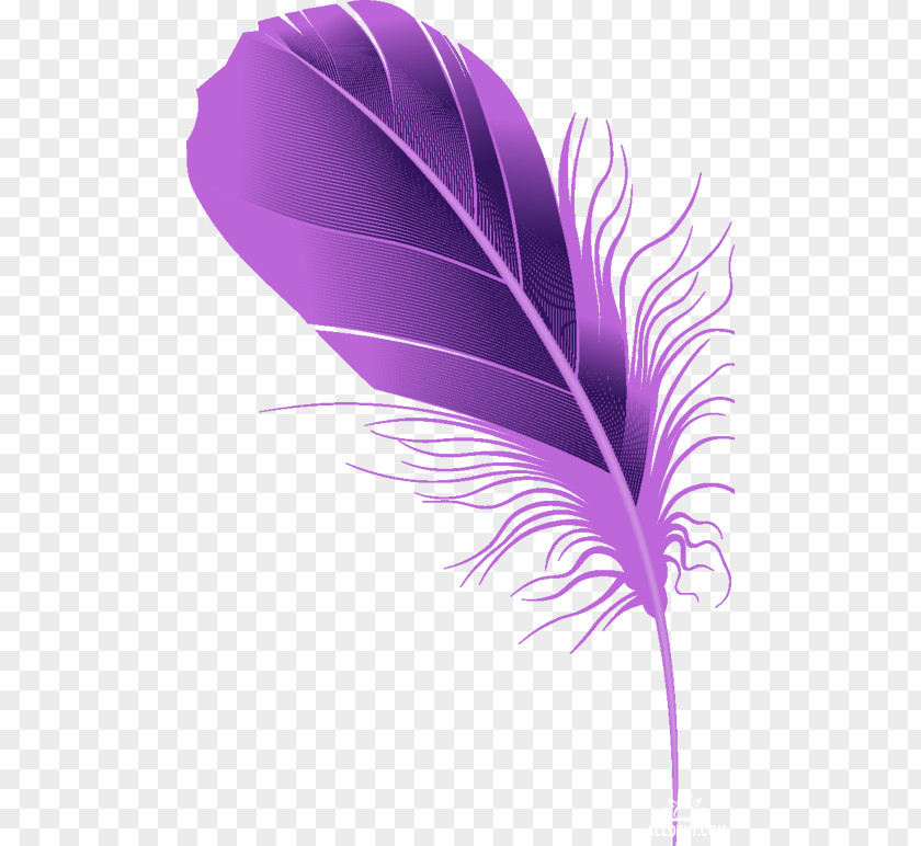 Feather Violet Quill Drawing PNG