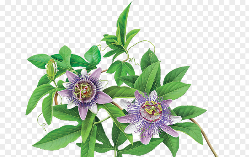 Flower Banner Green Tea Organic Food Flowering Purple Passionflower PNG