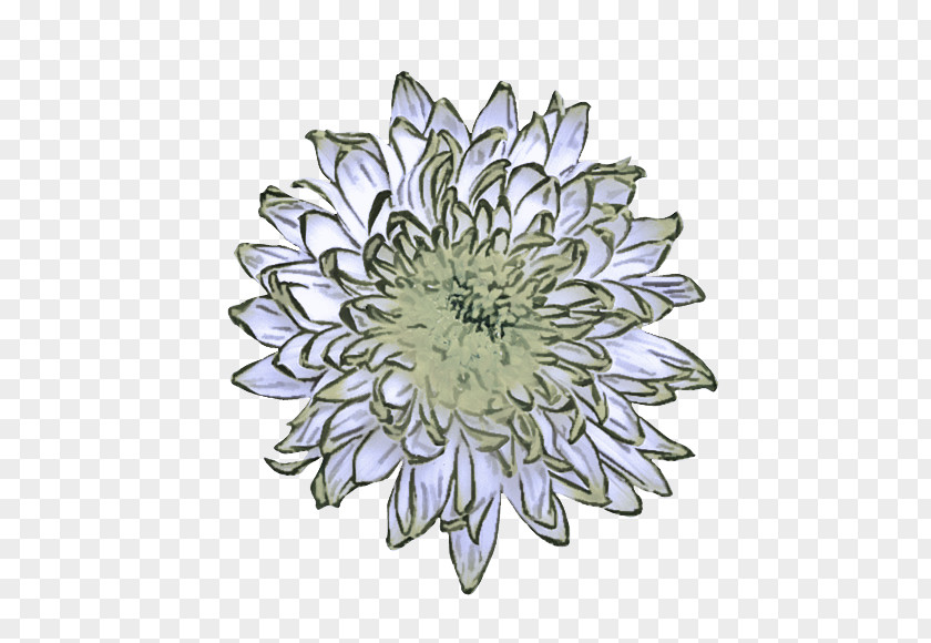 Flower Plant Petal Aster Pattern PNG