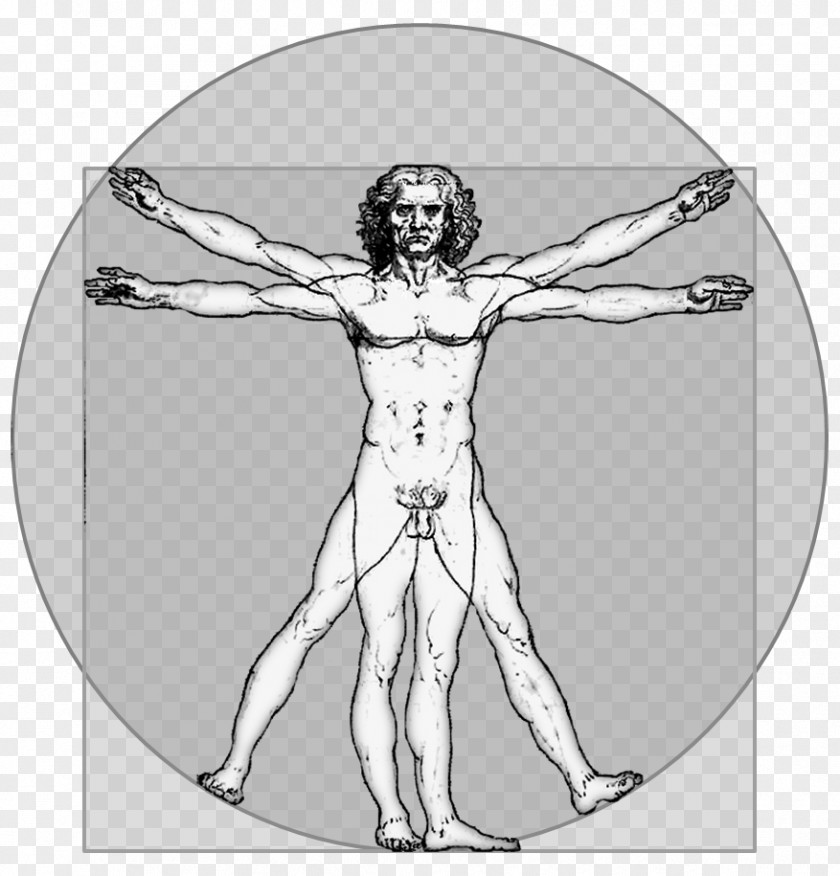 Human Body Vitruvian Man Homo Sapiens Person PNG