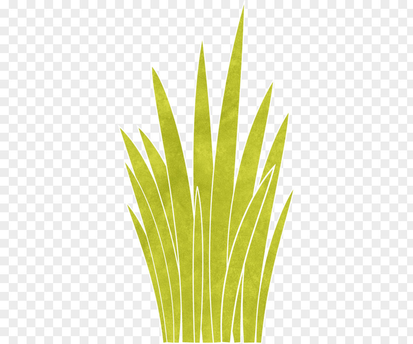 Leaf Grasses Plant Stem Commodity Family PNG