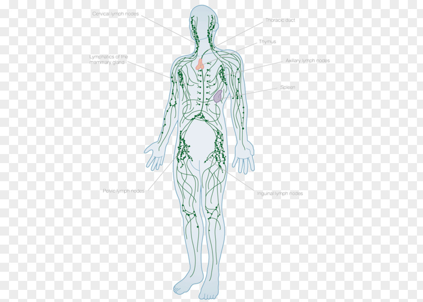 Lymphatic System Human Body Lymph Node Anatomy Vessel PNG