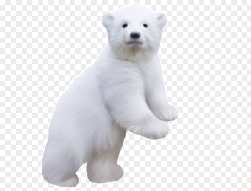 Polar Bear Clip Art PNG