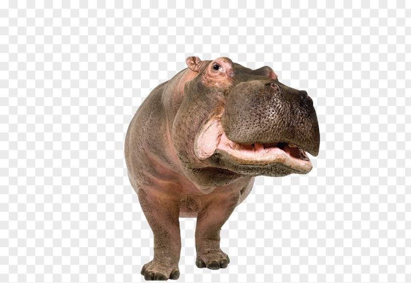 Pygmy Hippopotamus Rhinoceros Standee PNG