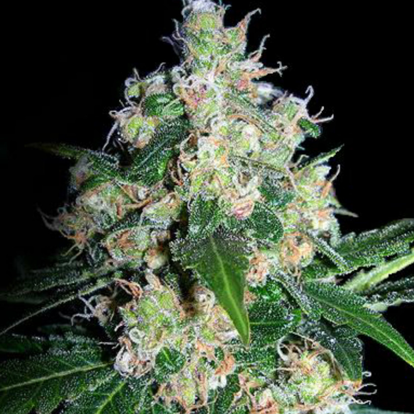 Skunk Cannabis Seedsman Seeds Seed Bank PNG