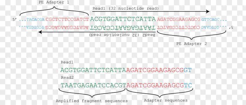 The Title Sequence Line Document Angle Point Organism PNG