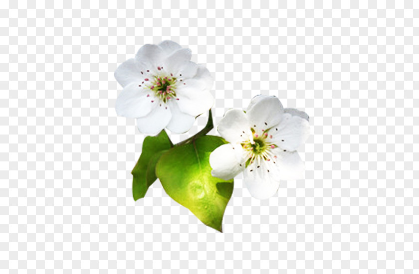 White Pear Flower Petals Picture Material Petal Designer PNG