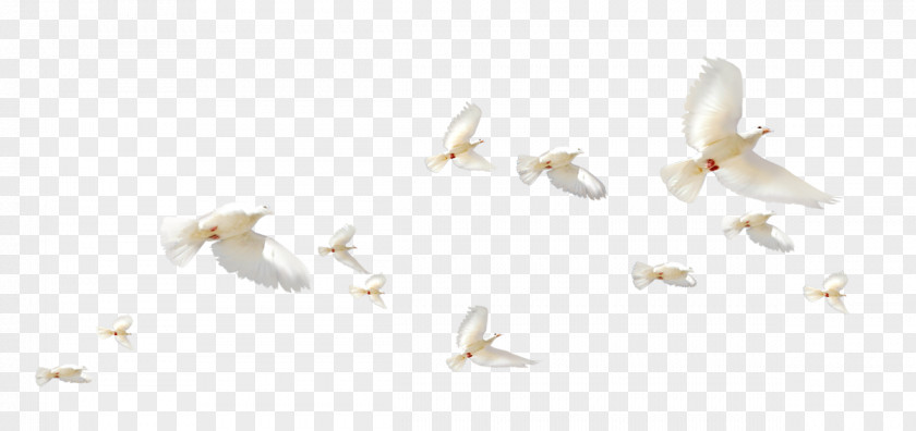 A Group Of White Pigeons Rock Dove Flight Columbidae Wing PNG