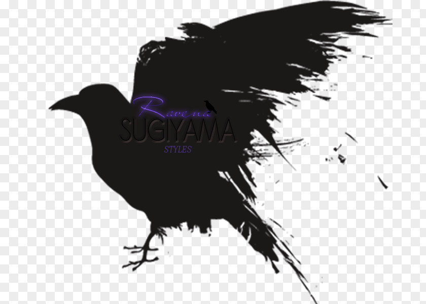 American Crow Rook Bird Raven Beak PNG