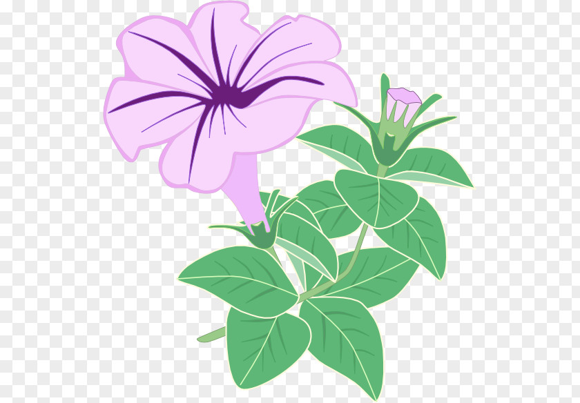 Petunias Vector Flowering Plant Graphics Floral Design Purple PNG
