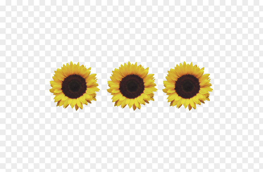 Sunflower Common Information Daisy Family PNG