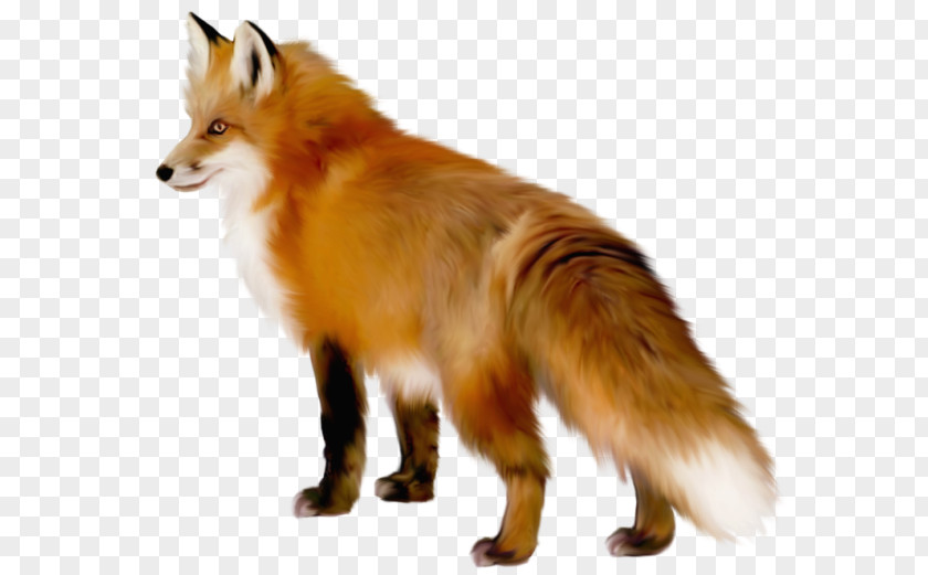 Transparent Fox Clipart Clip Art PNG