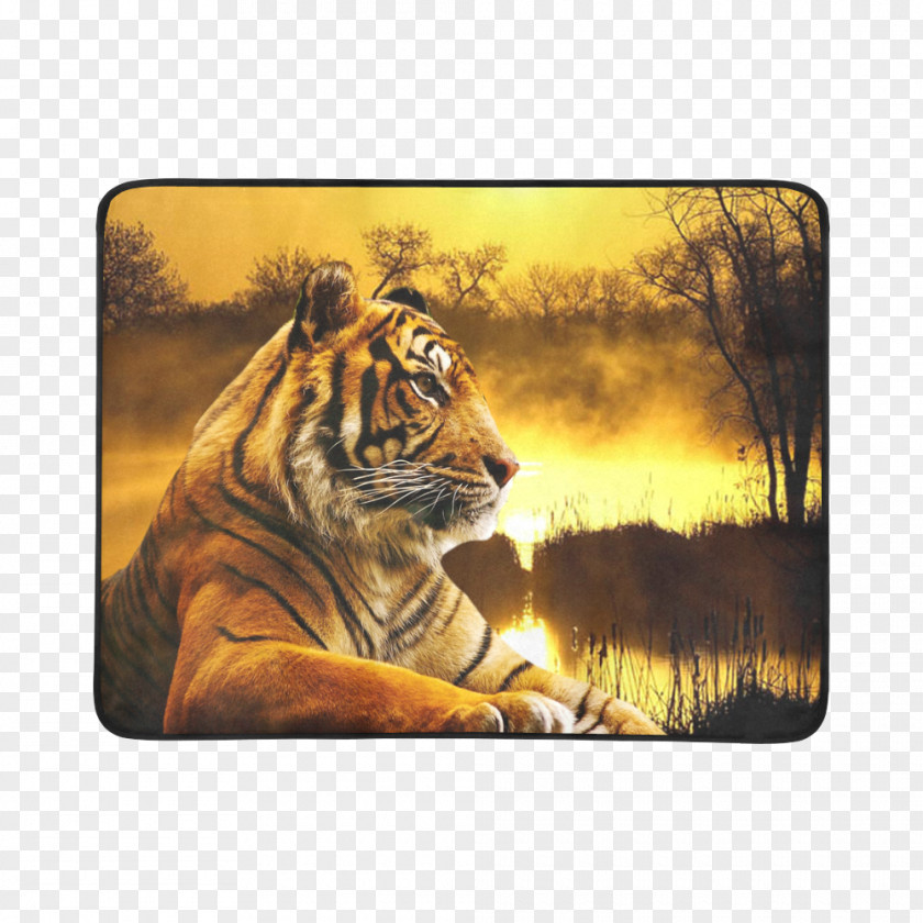 Beach Sunset Lion Clemson University Tigers Football Cat Tiger Wallpapers PNG