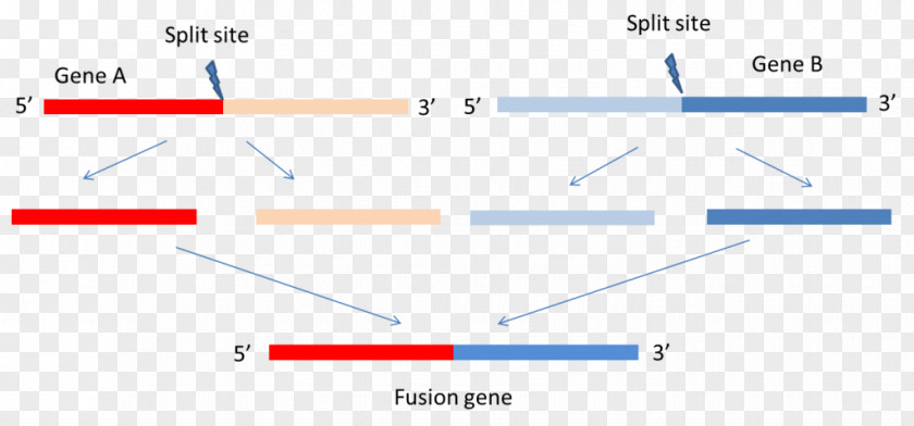 Cancer Cell Expression Map Line Point Angle PNG