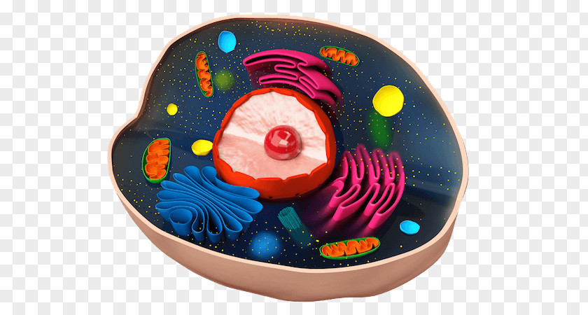 Cells Plant Cell Cèl·lula Animal Biology PNG