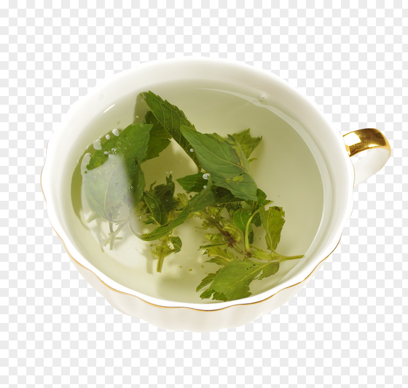 Cup Of Tea And Mint Leaves Green Maghrebi PNG