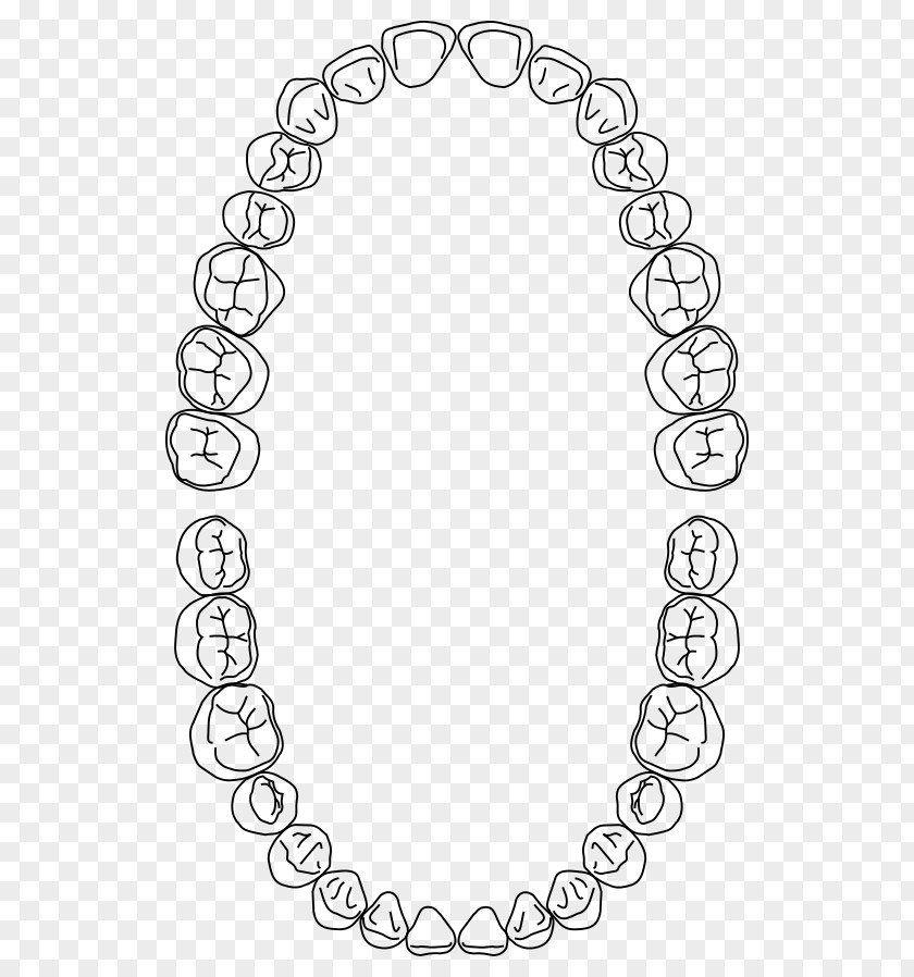 Dental Arch Dentistry Dentures Human Tooth PNG