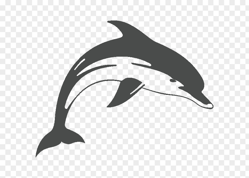 Dolphin Common Bottlenose Short-beaked Tucuxi Rough-toothed White-beaked PNG