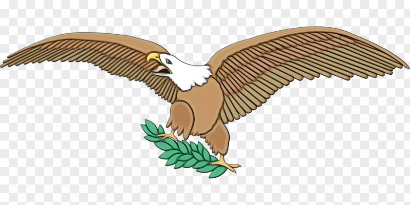 Falcon Hawk Eagle Bird PNG