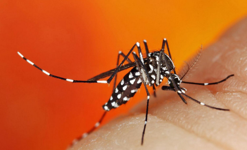 Mosquito Mosquito-borne Disease Chikungunya Virus Infection Dengue Aedes Albopictus PNG