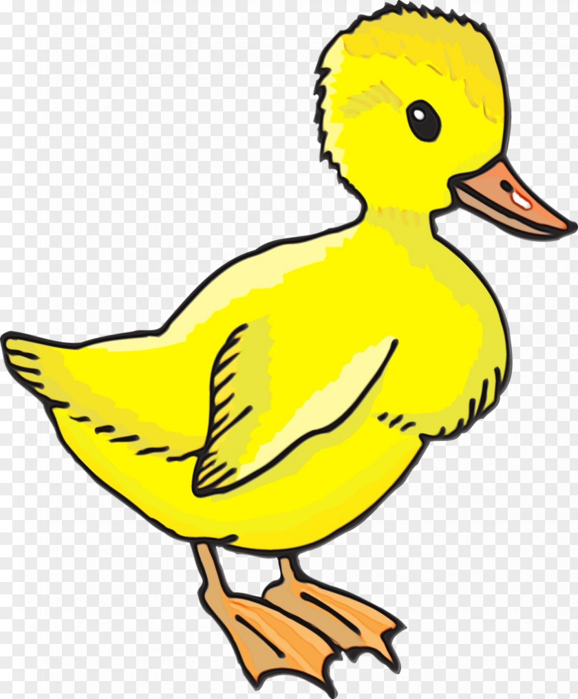 Duck Water Bird Birds Beak Yellow PNG