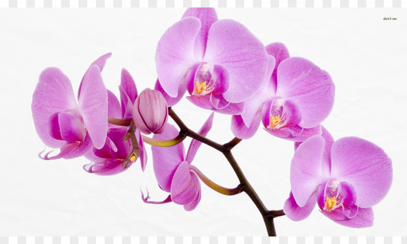 Flower Orchids Desktop Wallpaper Rose PNG