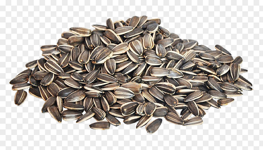 Nut Sunflower Seed Common PNG