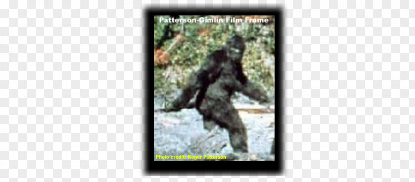 Program Ape Bigfoot United States Cryptozoology Legendary Creature PNG