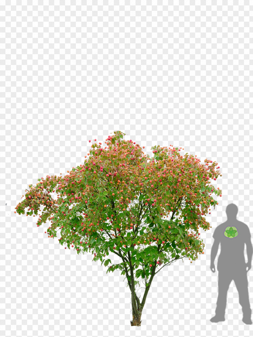 Quercus Robur Kousa Dogwood Flowering Shrub Tree Japanese Maple PNG