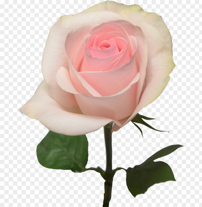 Rose Bright Garden Roses Light Pink Flowers PNG