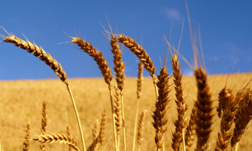 Wheat Spelt Parable Of The Tares Gluten Whole Grain Cereal PNG