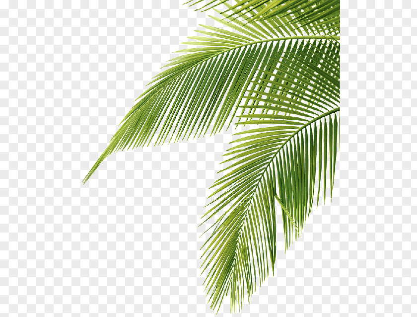 Bayleaf Transparency And Translucency Palm Trees Clip Art Image Sago PNG