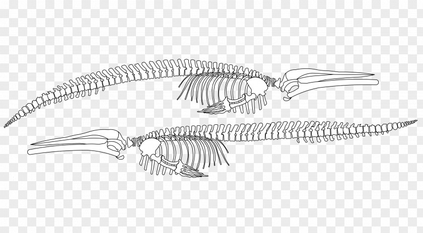 Blue Whale Museum Silver Body Jewellery Black Human PNG