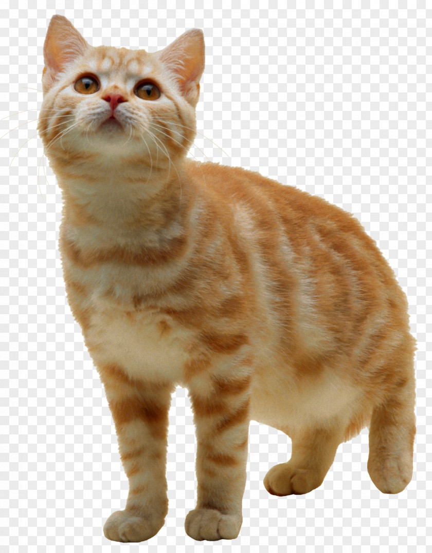 Cats Tabby Cat Kitten Clip Art PNG