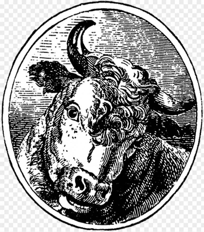 Horse Cattle Drawing Mammal /m/02csf PNG