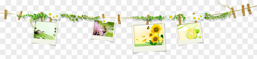 Photos On Rope Painting Android PNG